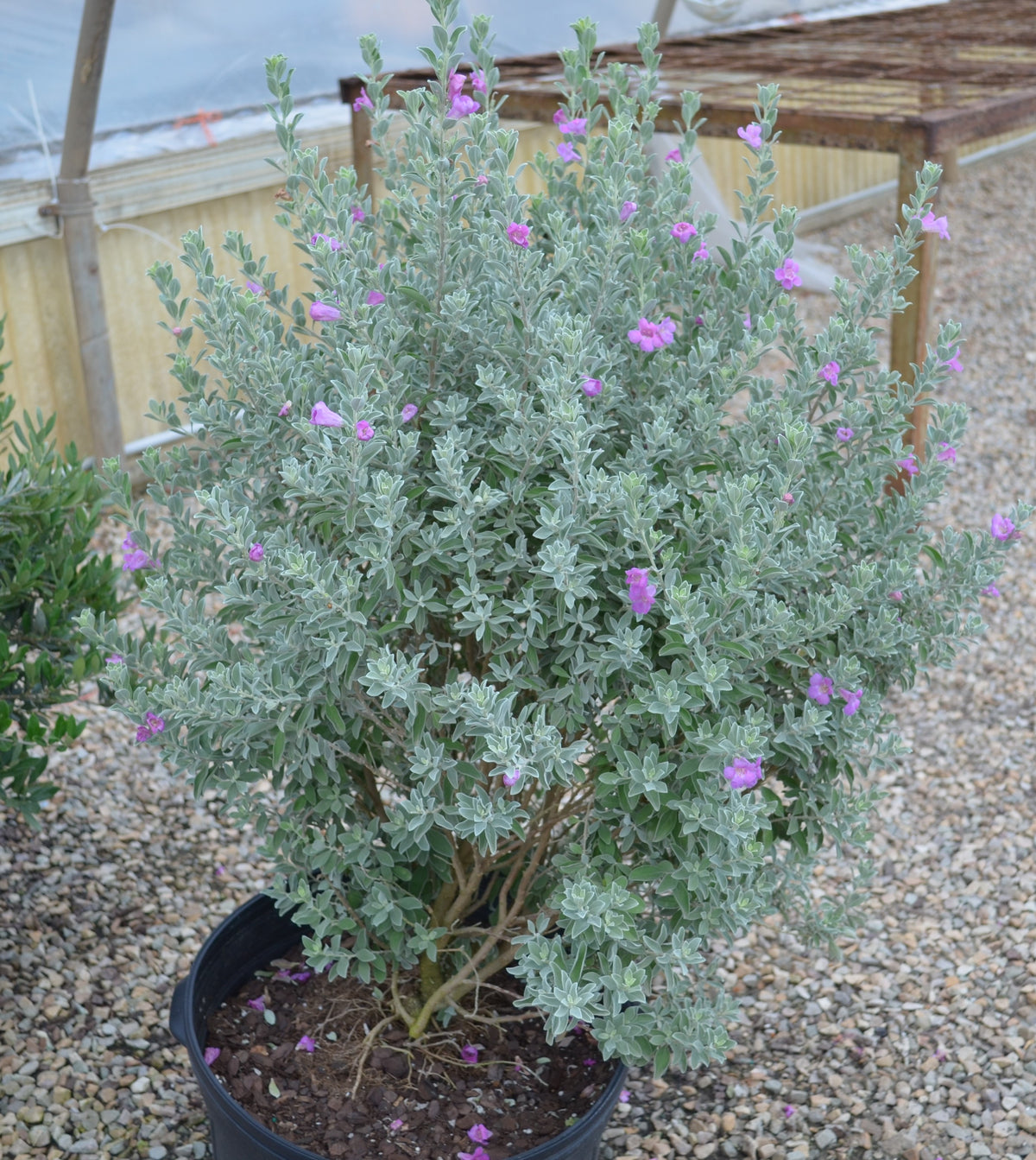 lavender plants in san antonio Texas Sage San Antonio Rose