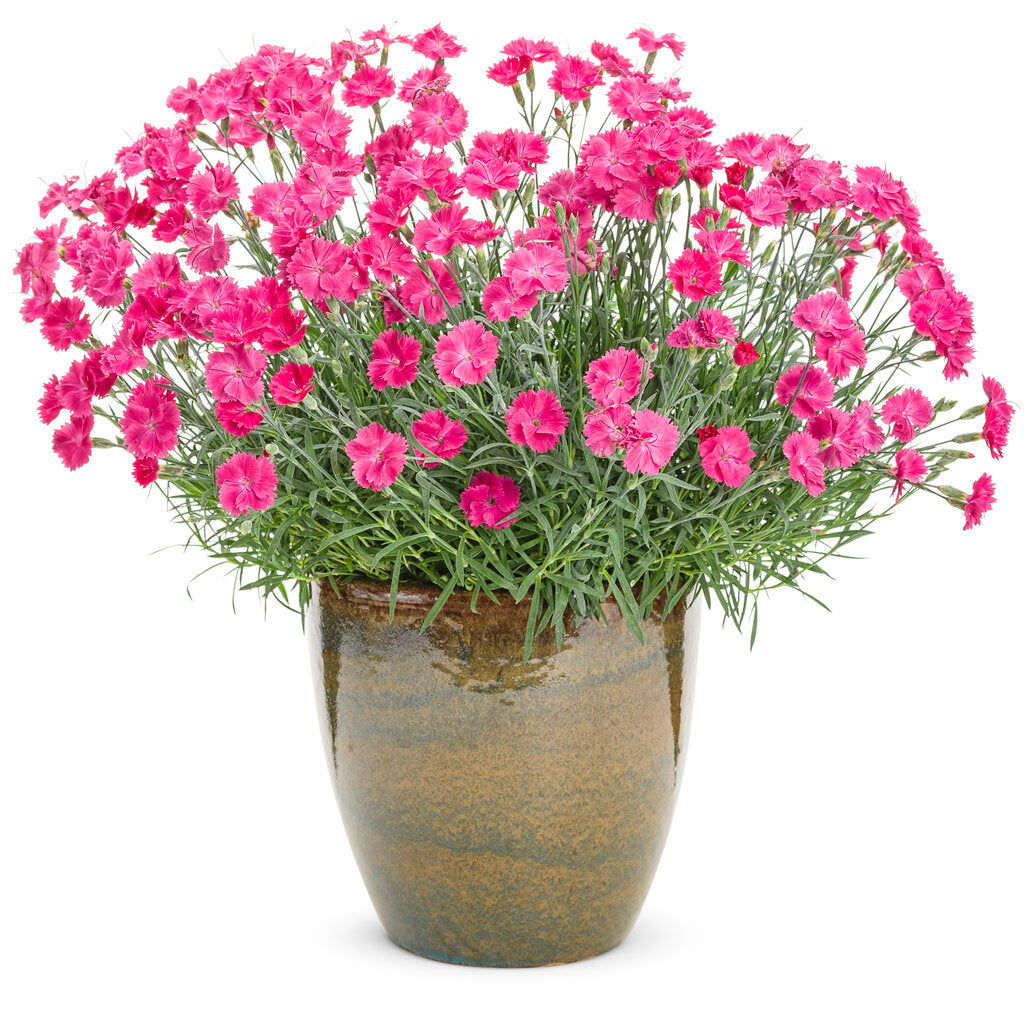 Paint the Town Magenta Dianthus PW 1 Gallon J. Berry Nursery