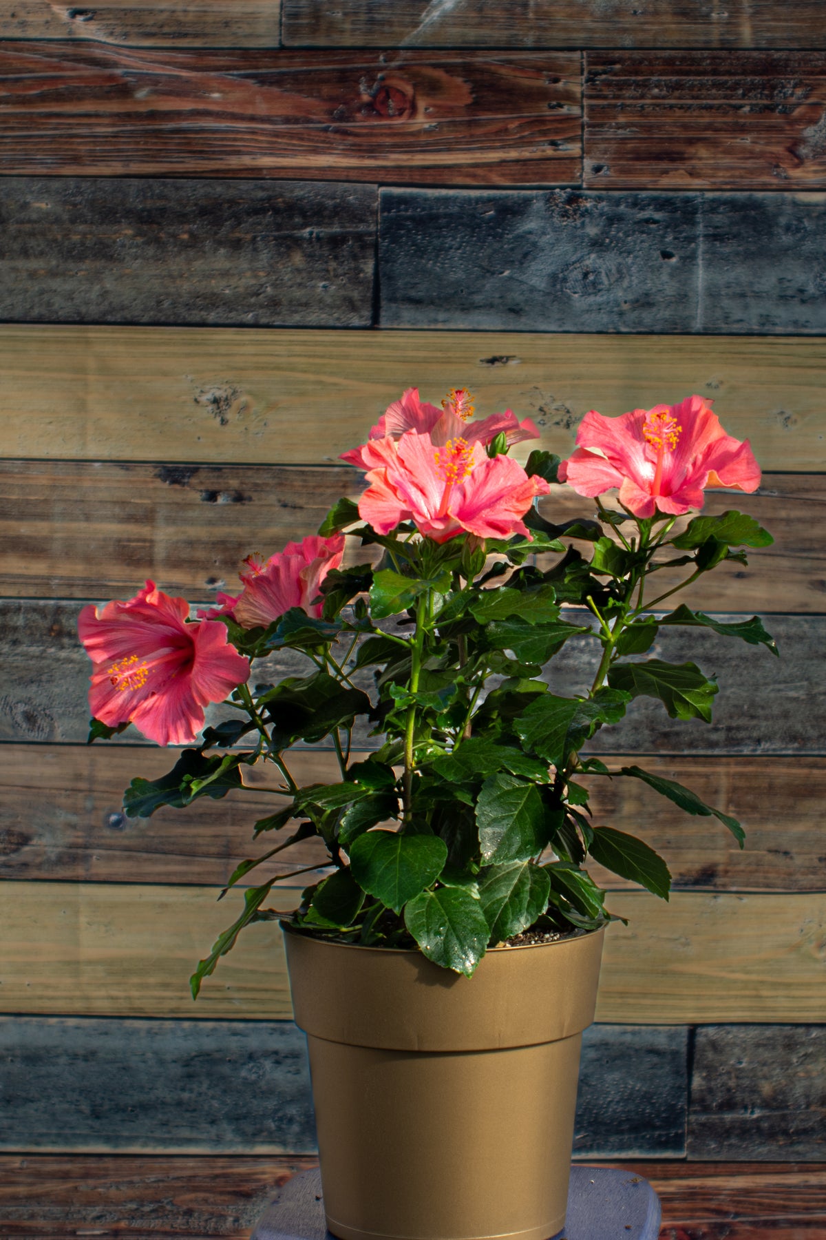hibiscus potted plant arrangement Hollywood Hibiscus® First Lady™ - 9" Self-Watering Pot