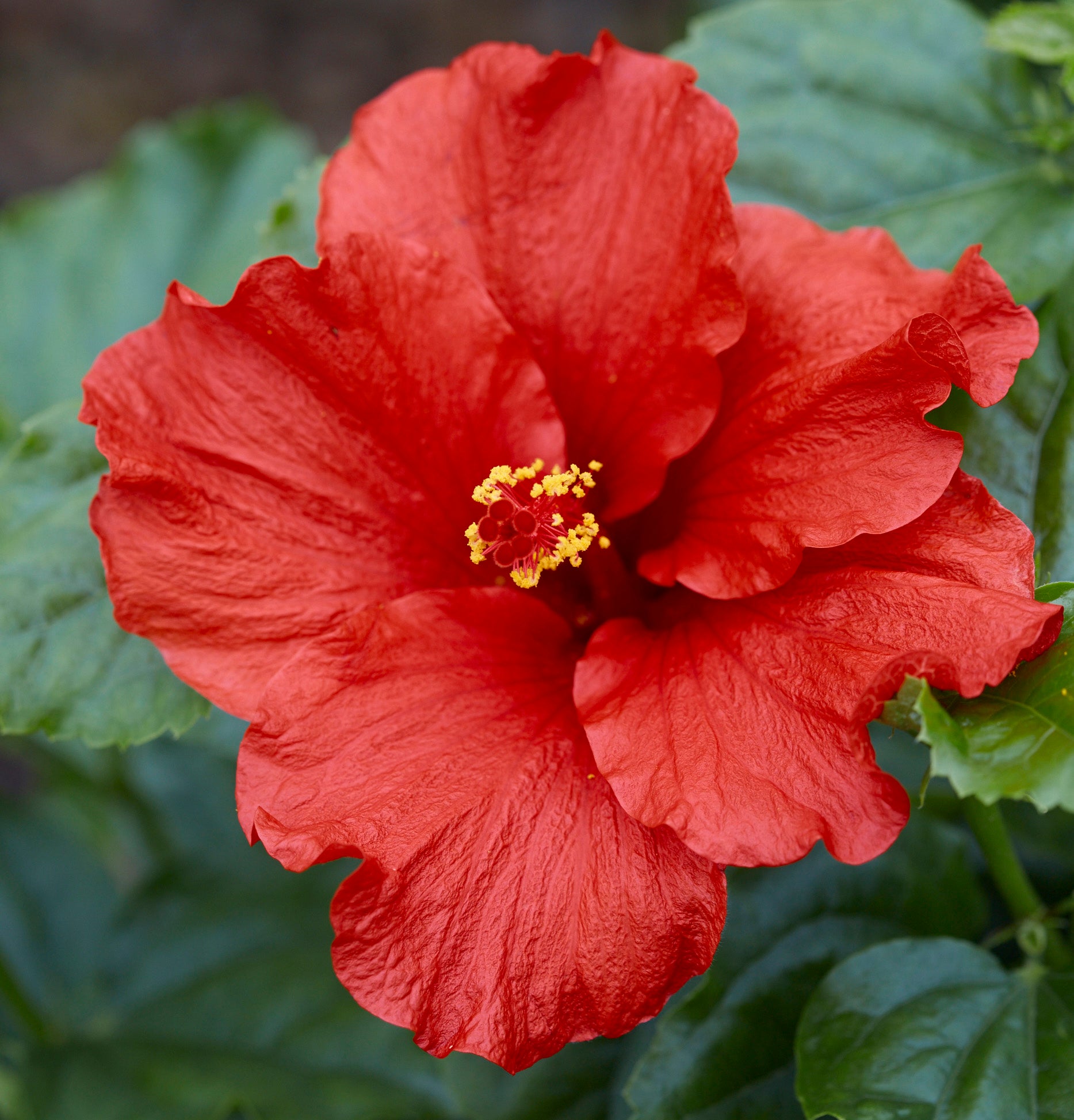 First to Arrive™ - Hollywood® Hibiscus - 2 Gallon