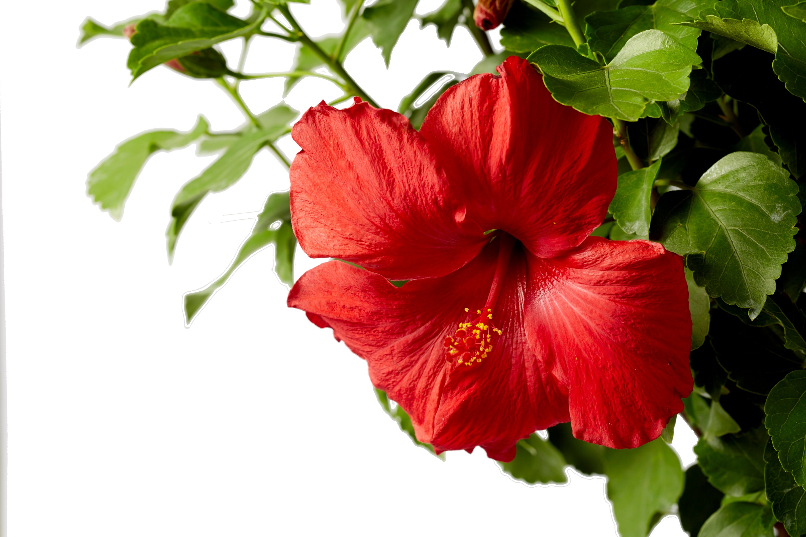 First to Arrive™ - Hollywood® Hibiscus - 2 Gallon