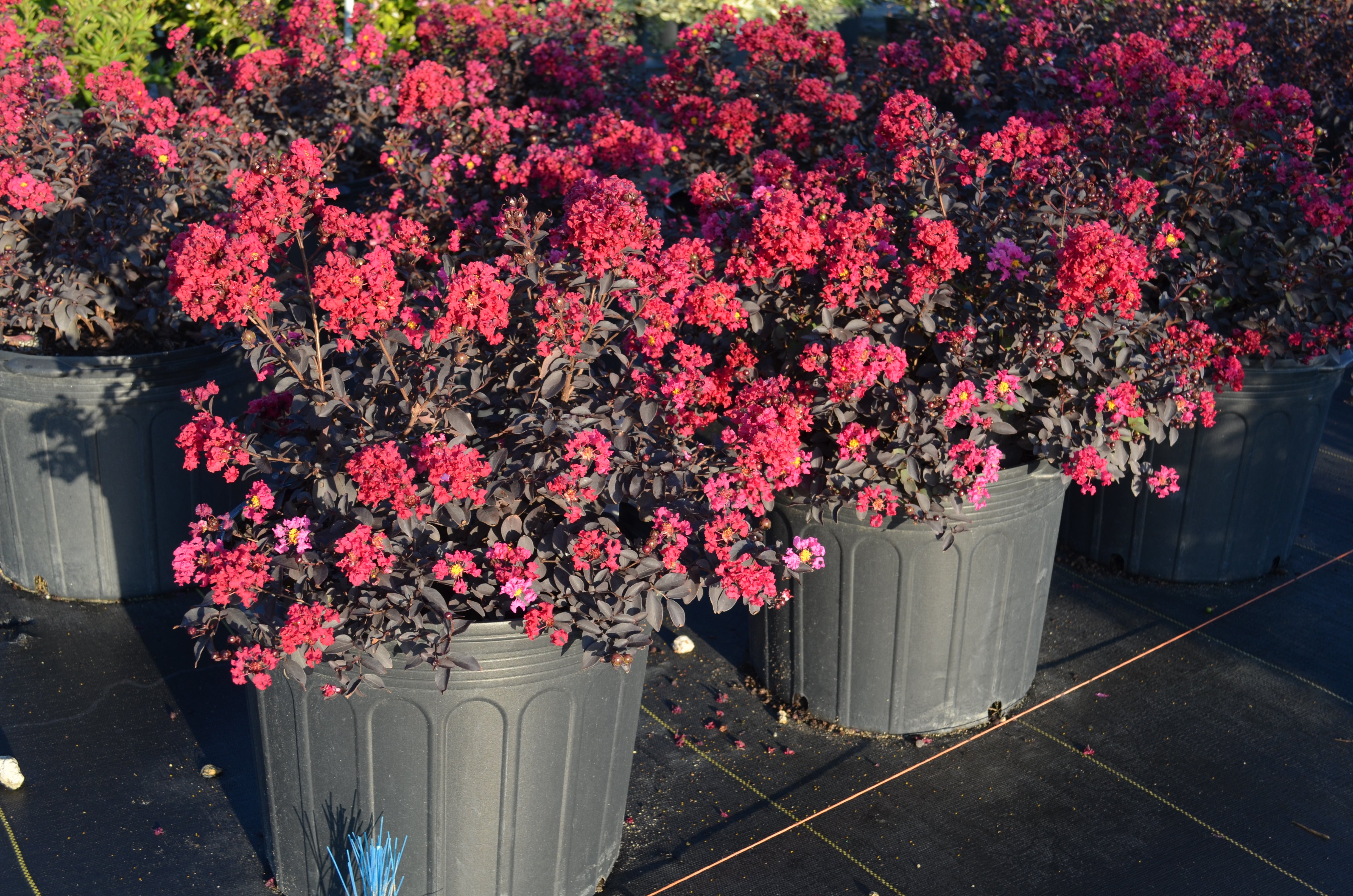 Myrtles Raspberry Crape Myrtles | J. Berry Nursery