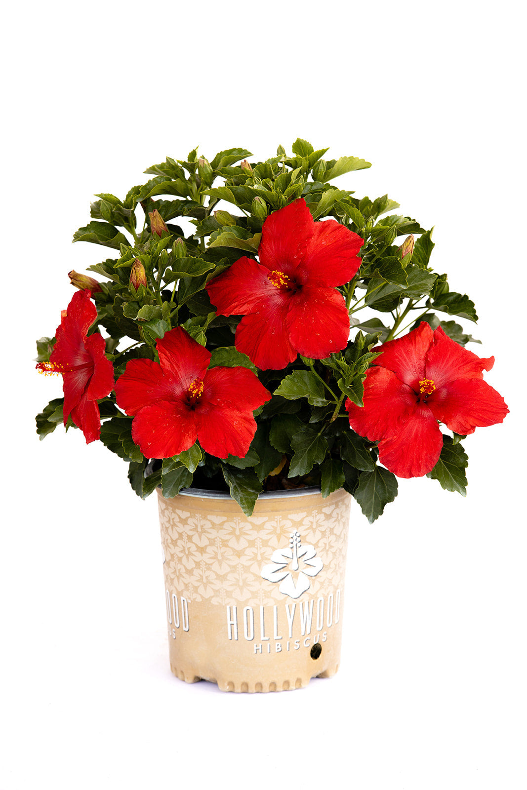 First to Arrive™ - Hollywood® Hibiscus - 9" Self Water Pot