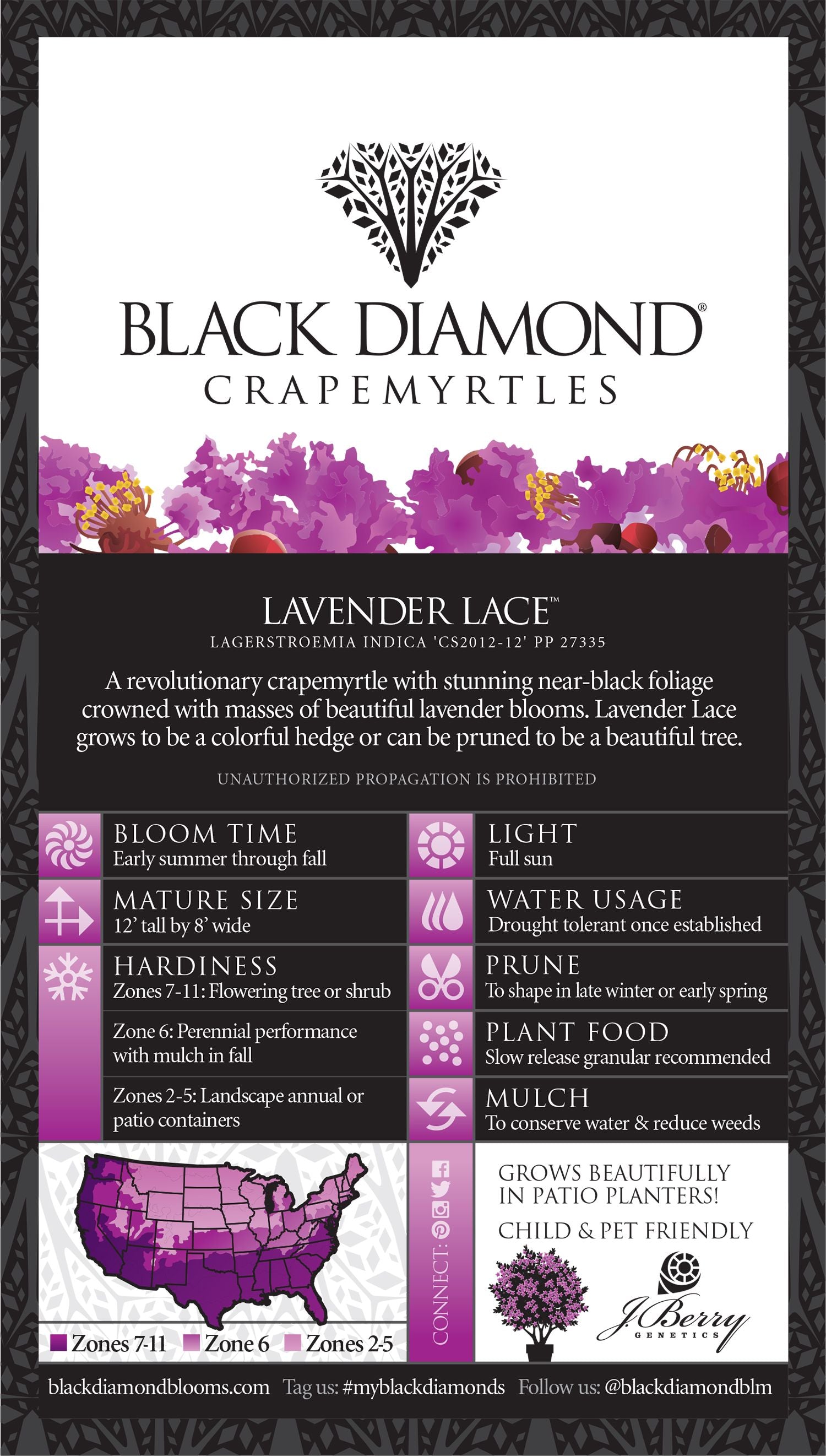 Lavender Lace™ Black Diamond® Crape Myrtle - 2 Gallon