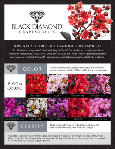 Crape Myrtle Black Diamond® Crimson Crown™ - 2 Gallon | J. Berry