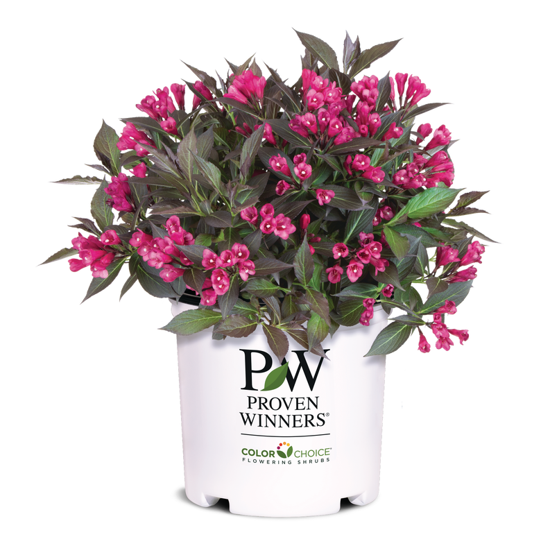 Weigela Spilled Wine® - 1 Gallon | J. Berry Nursery