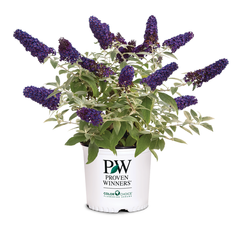 Pugster® Blue - Buddleia Butterfly Bush PW - 1 Gallon