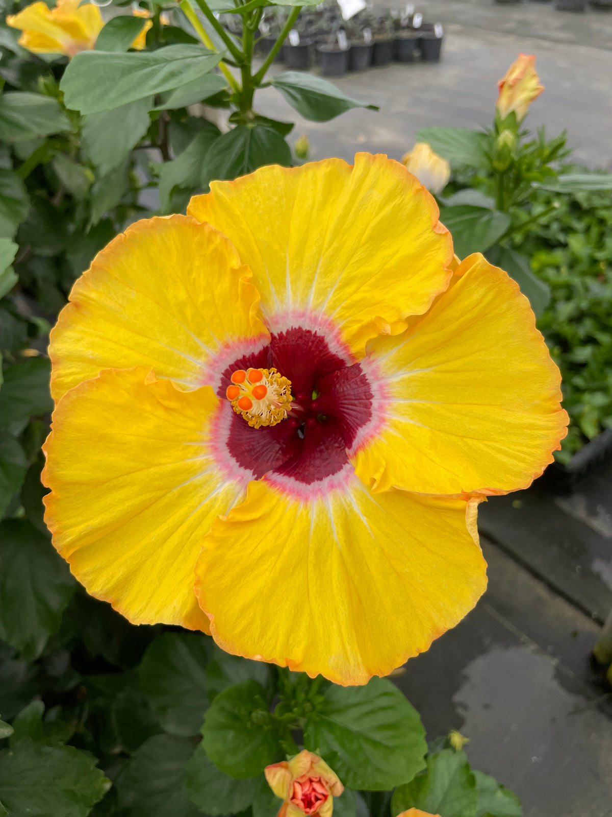 Hollywood Hibiscus® Golden Globe™ - 2 Gallon | J. Berry Nursery