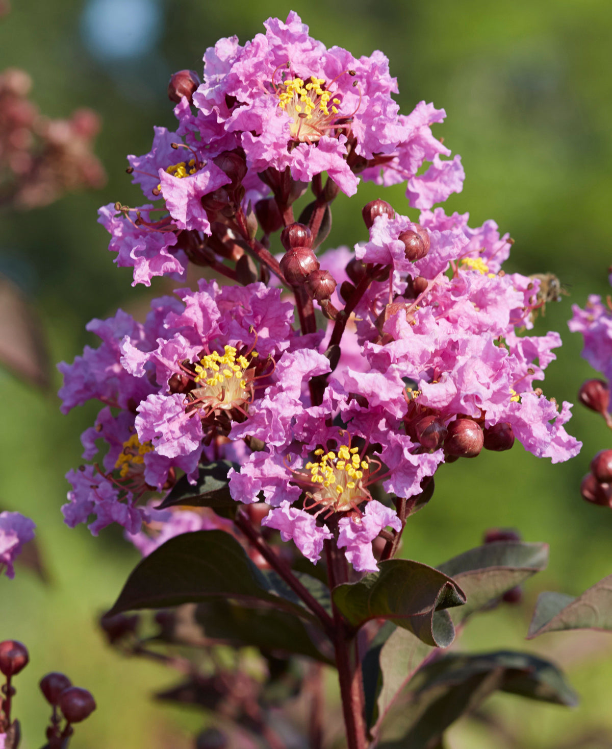 Crape Myrtles | J. Berry Nursery