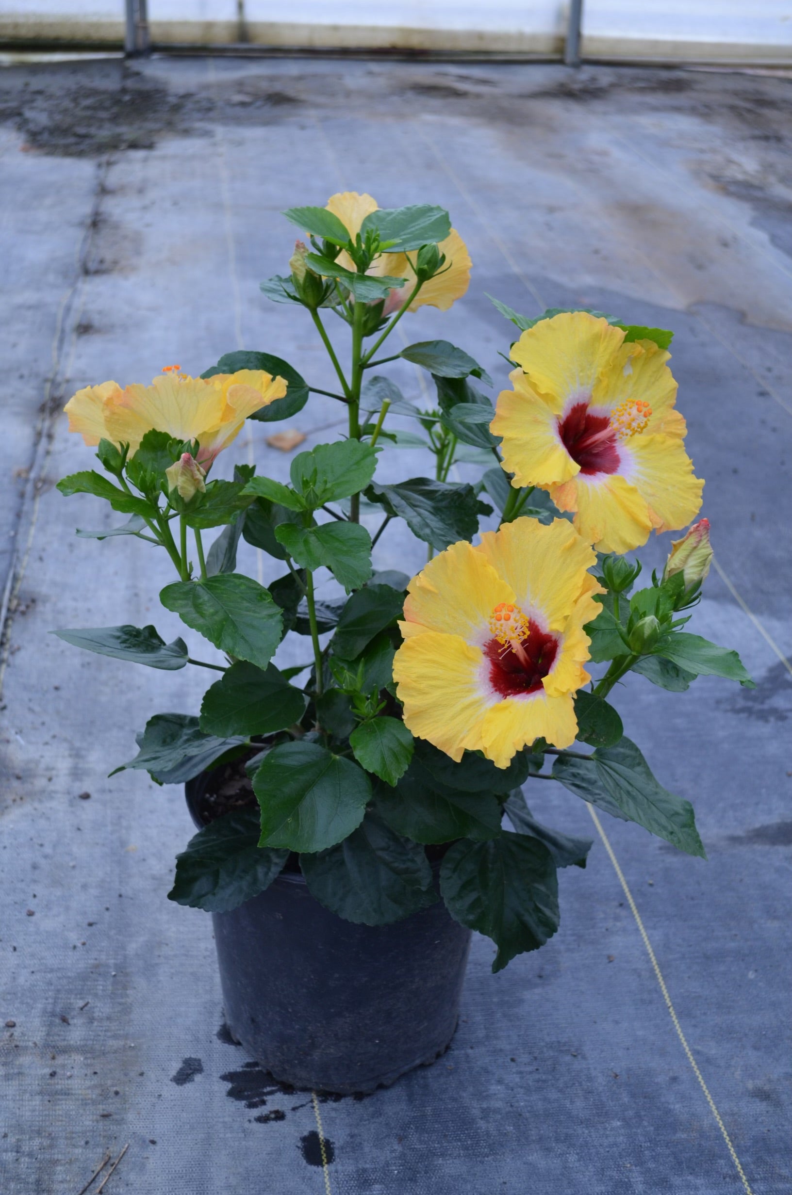 Hollywood Hibiscus® Golden Globe™ - 2 Gallon