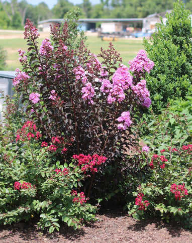 lavender lace tree Black Diamond 2 Gal. Lavender Lace Deciduous Crape Myrtle Tree
