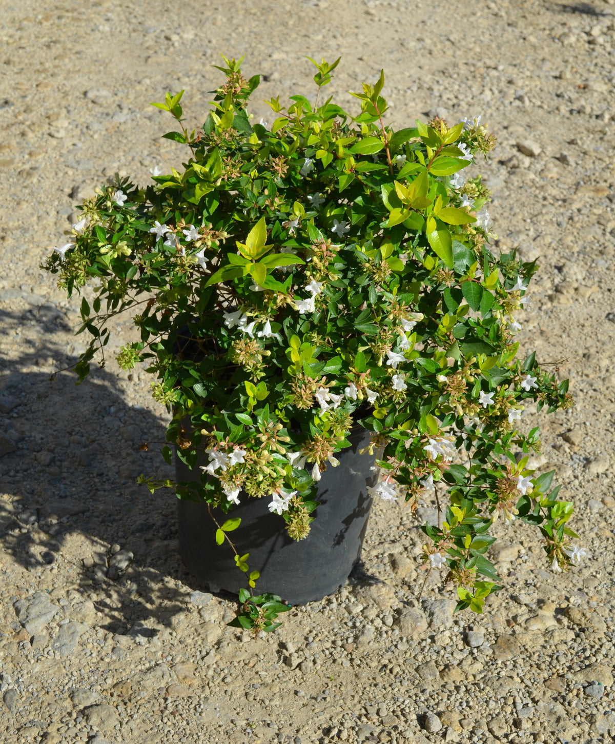 Products | J. Berry Nursery