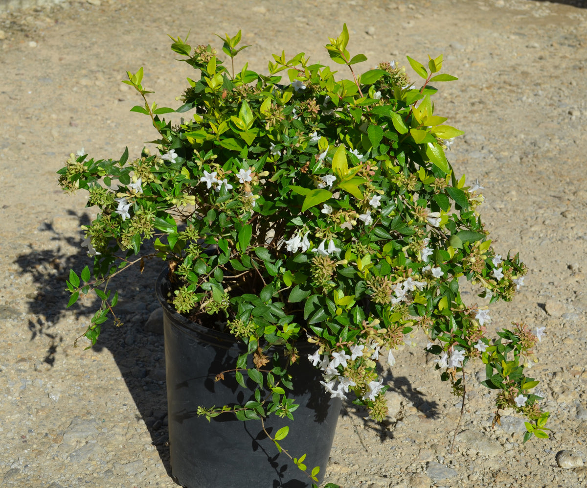 Products | J. Berry Nursery