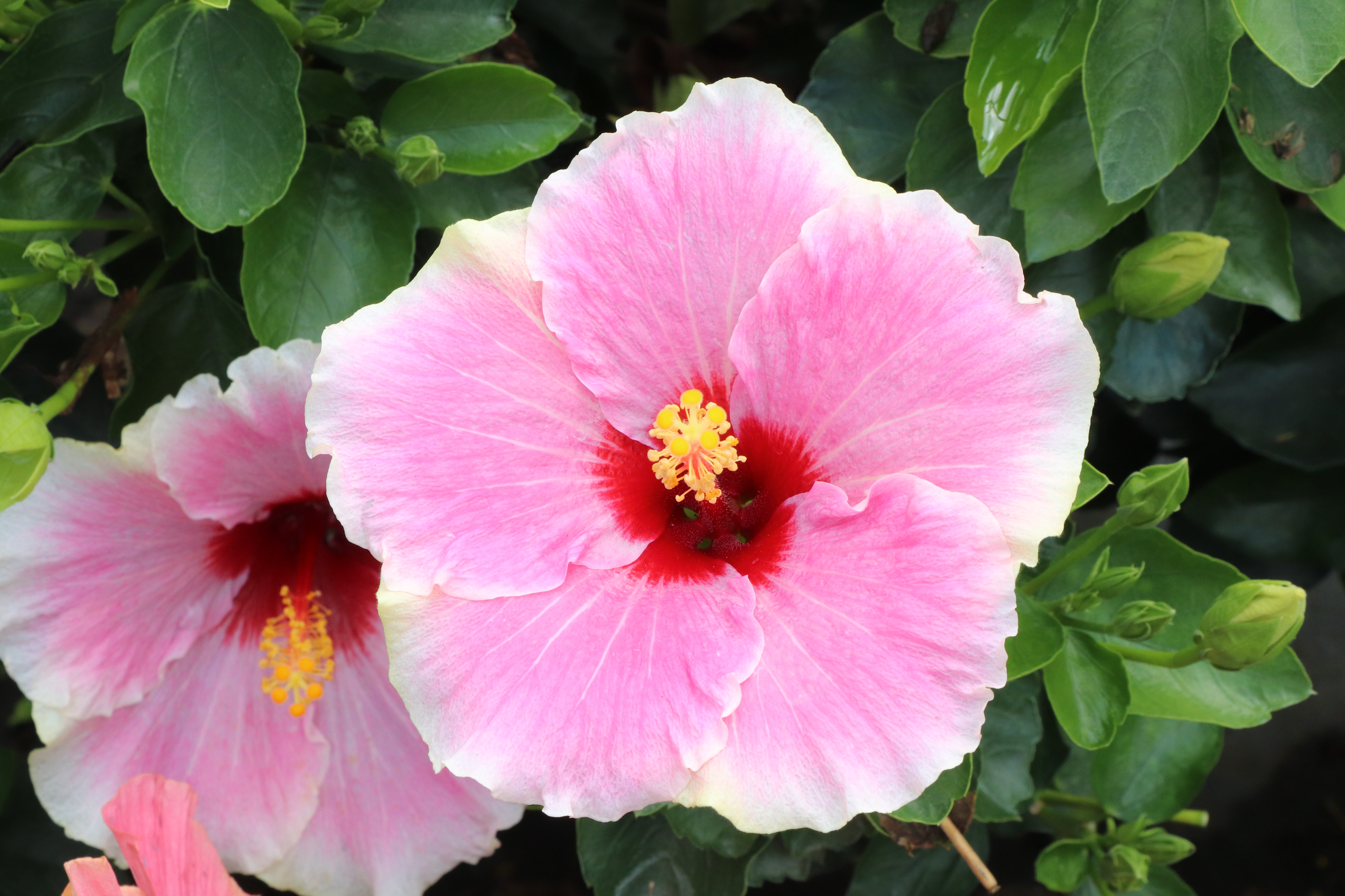 Hollywood Hibiscus® America’s Sweetheart™ - 1 Gallon