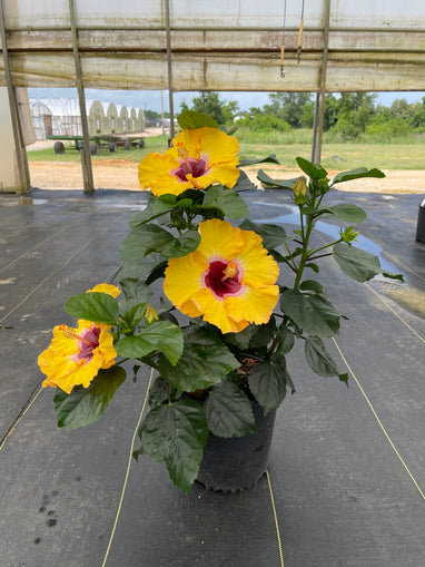 hibiscus plant pot Hollywood Hibiscus® Golden Globe™ - 9