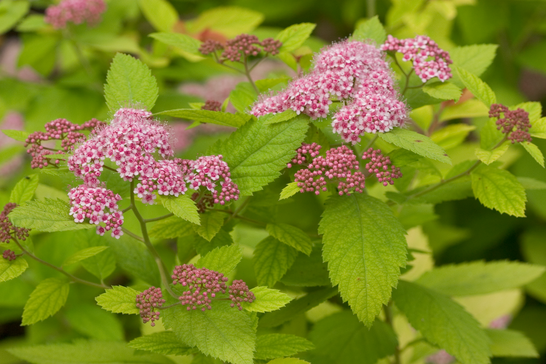 Spiraea Double Play Big Bang® - 2 Gallon