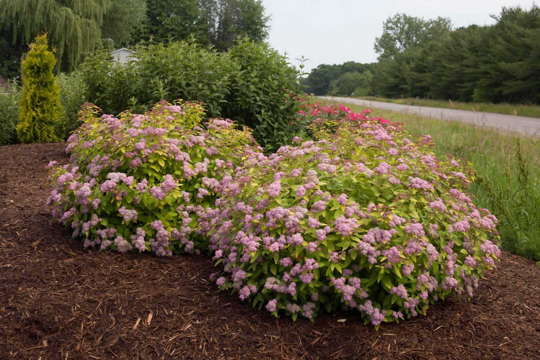 Spiraea Double Play Big Bang® - 2 Gallon