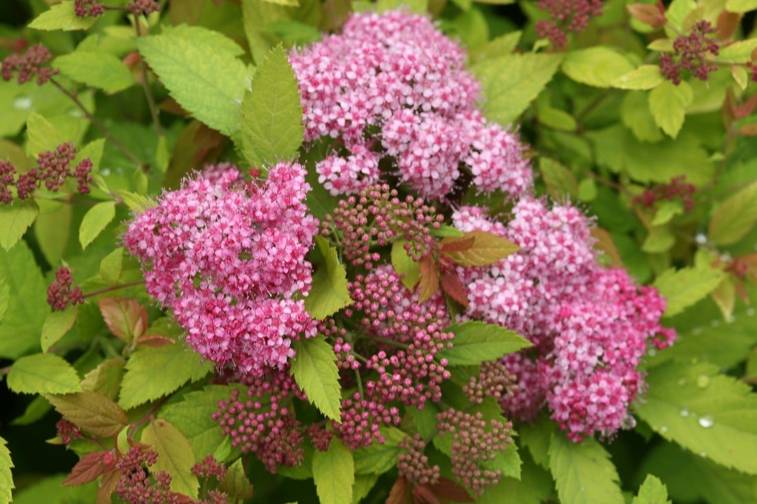 Spiraea Double Play Big Bang® - 2 Gallon