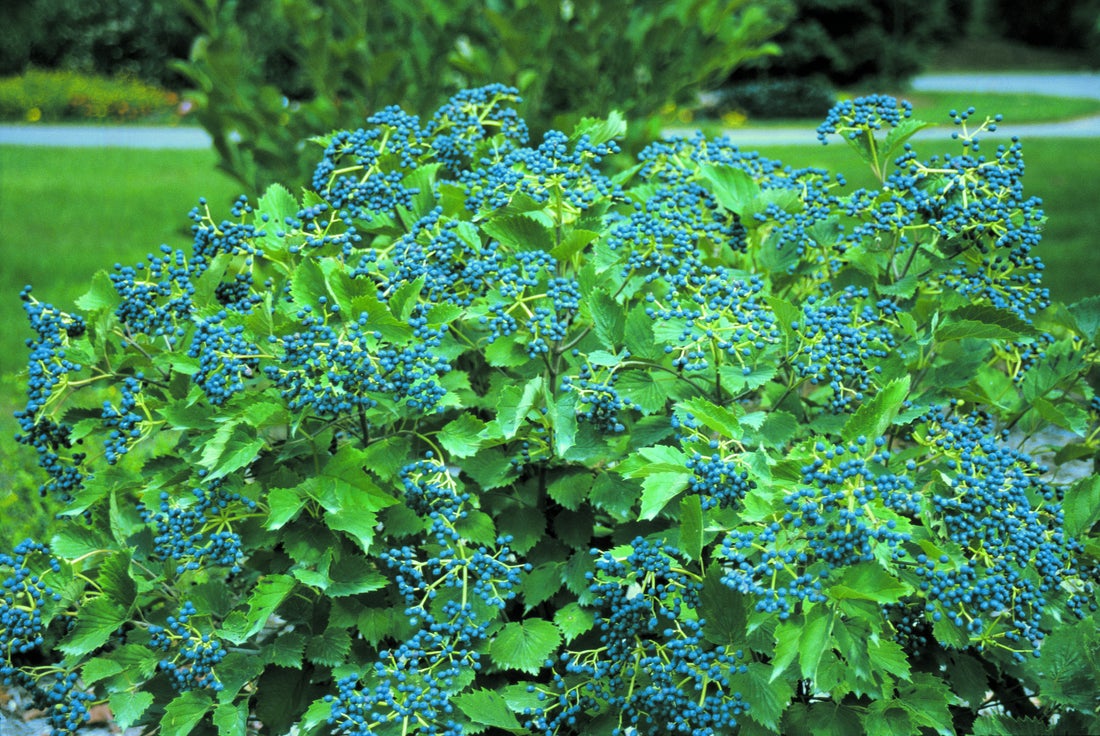 Viburnum Blue Muffin® - 2 Gallon