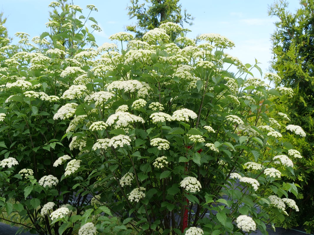 Viburnum Blue Muffin® - 2 Gallon