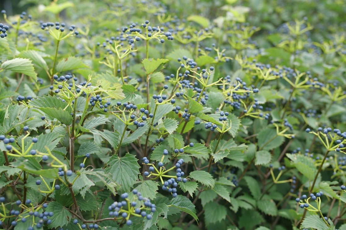 Viburnum Blue Muffin® - 2 Gallon