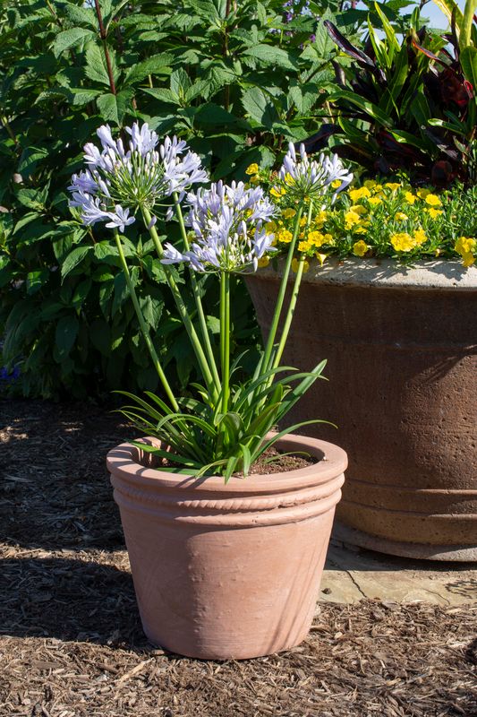 Agapanthus Straight A® Blue Flare - 1 Gallon
