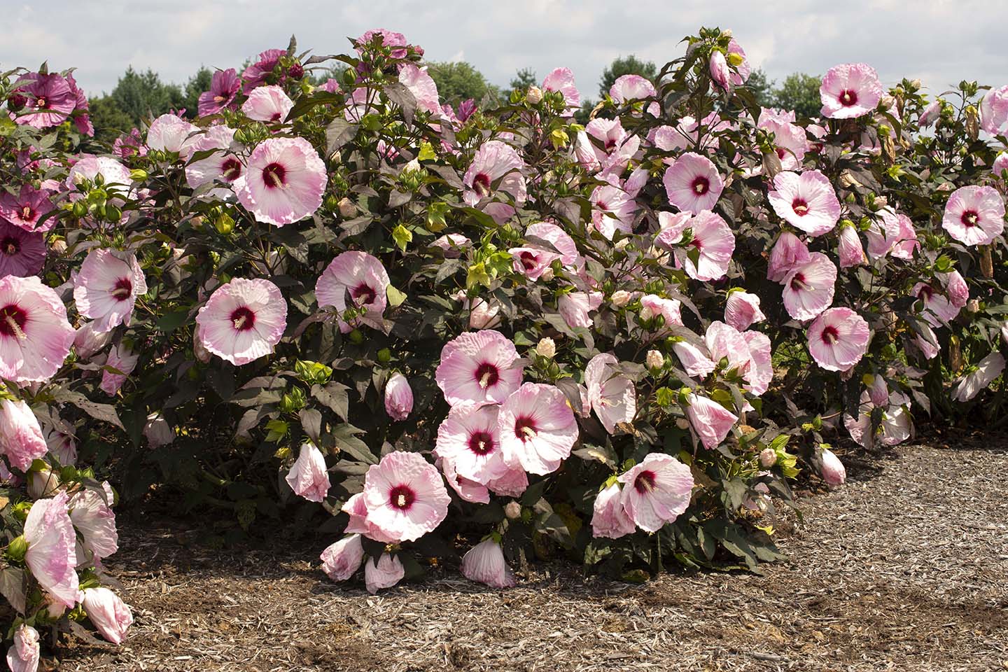 Hardy Hibiscus Head Over Heels® Blush™ - 2 Gallon