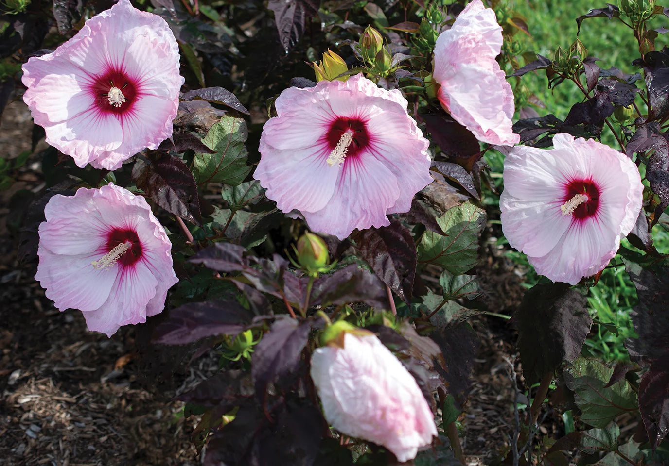 Hardy Hibiscus Head Over Heels® Blush™ - 2 Gallon