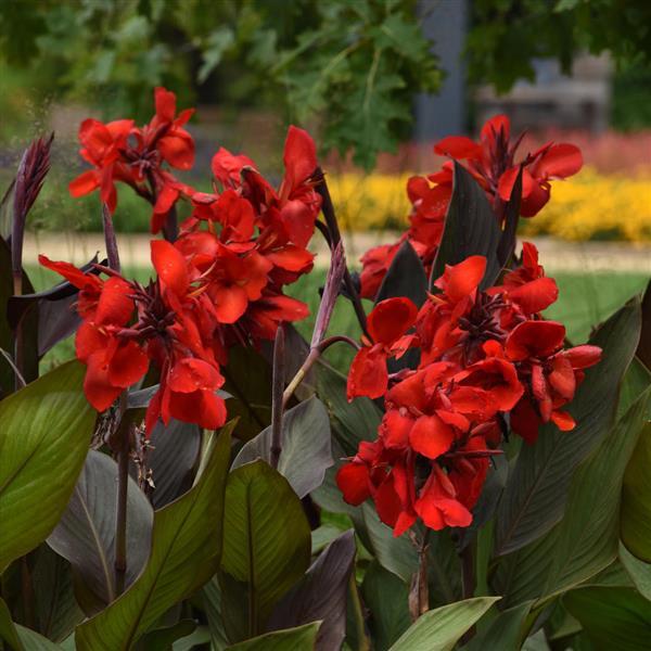 Canna Cannova® Bronze Scarlet - 1 Gallon