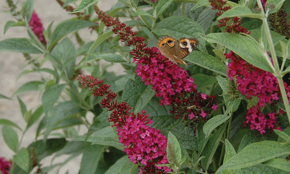 Miss Molly - Buddleia Butterfly Bush PW - 2 Gallon