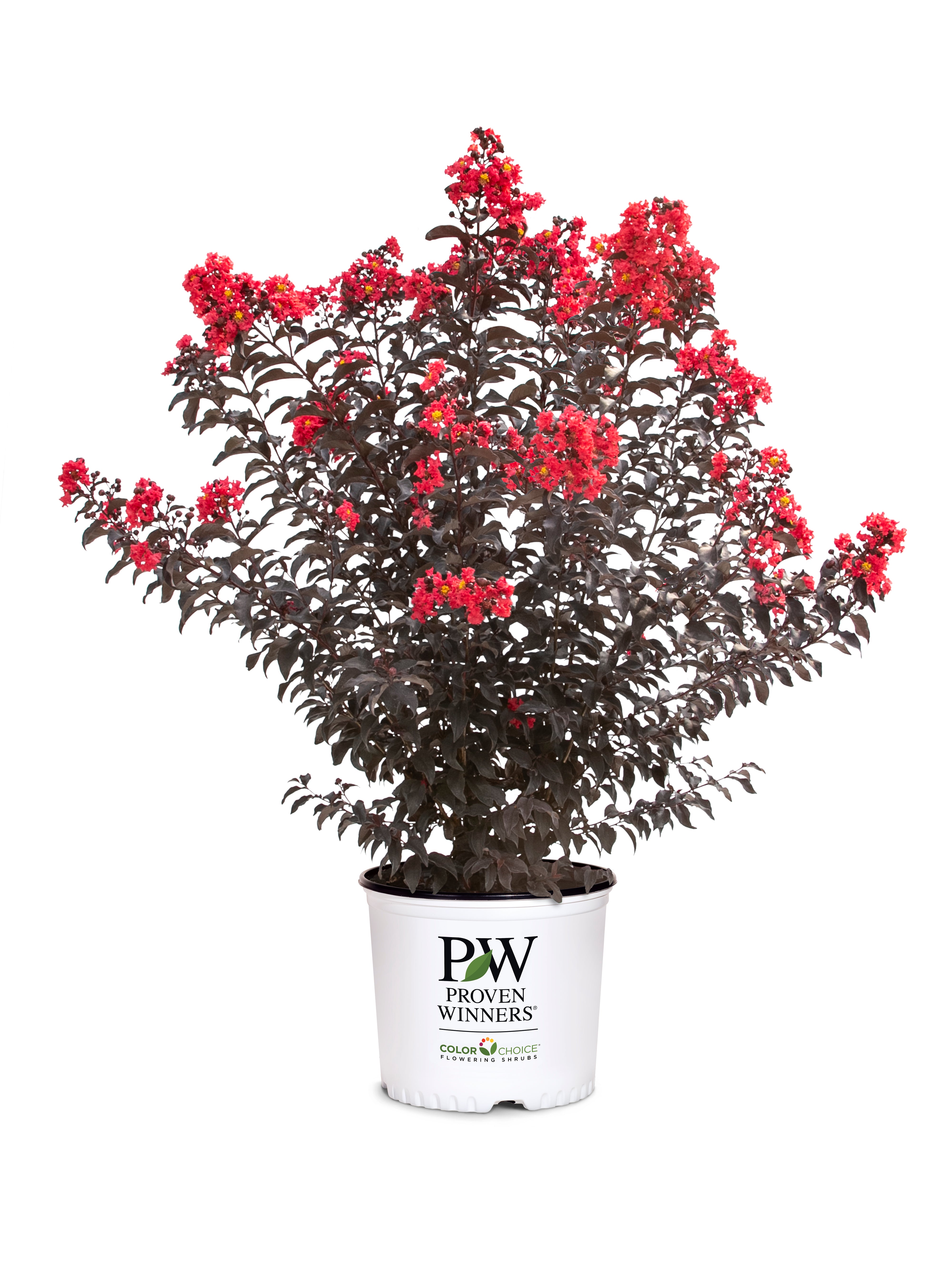 Crape Myrtle Center Stage® Red - 2 Gallon