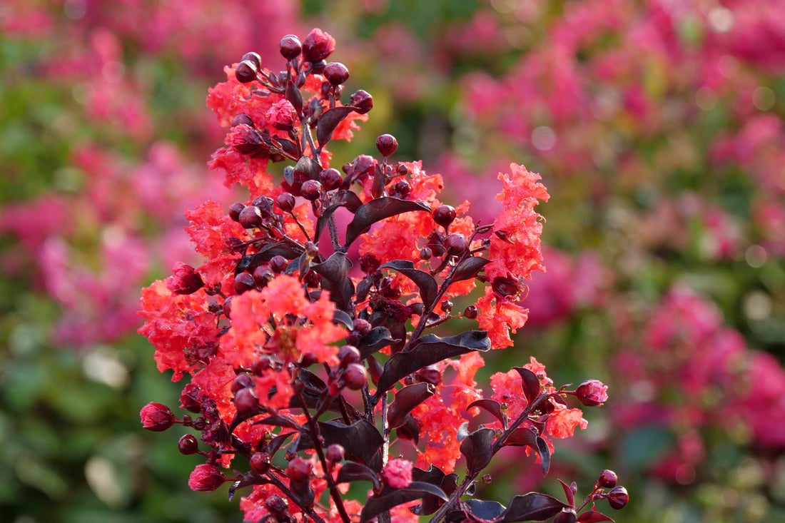 Crape Myrtle Center Stage® Red - 2 Gallon