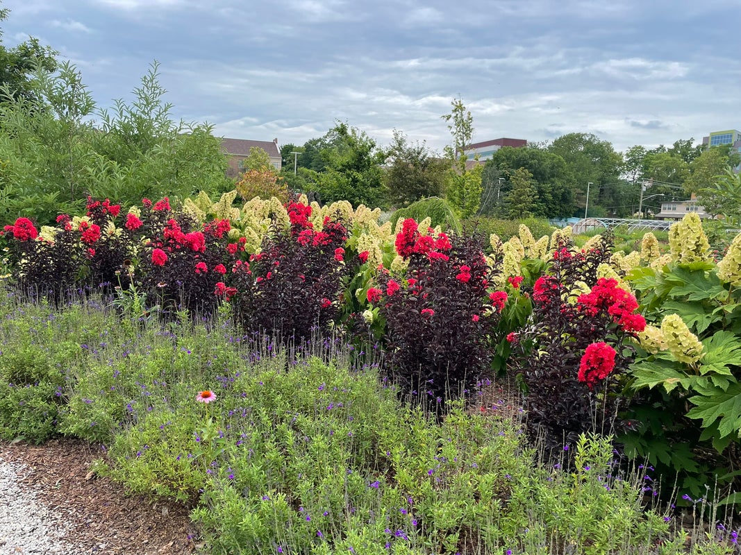 Crape Myrtle Center Stage® Red - 2 Gallon