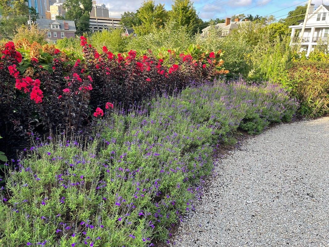 Crape Myrtle Center Stage® Red - 2 Gallon
