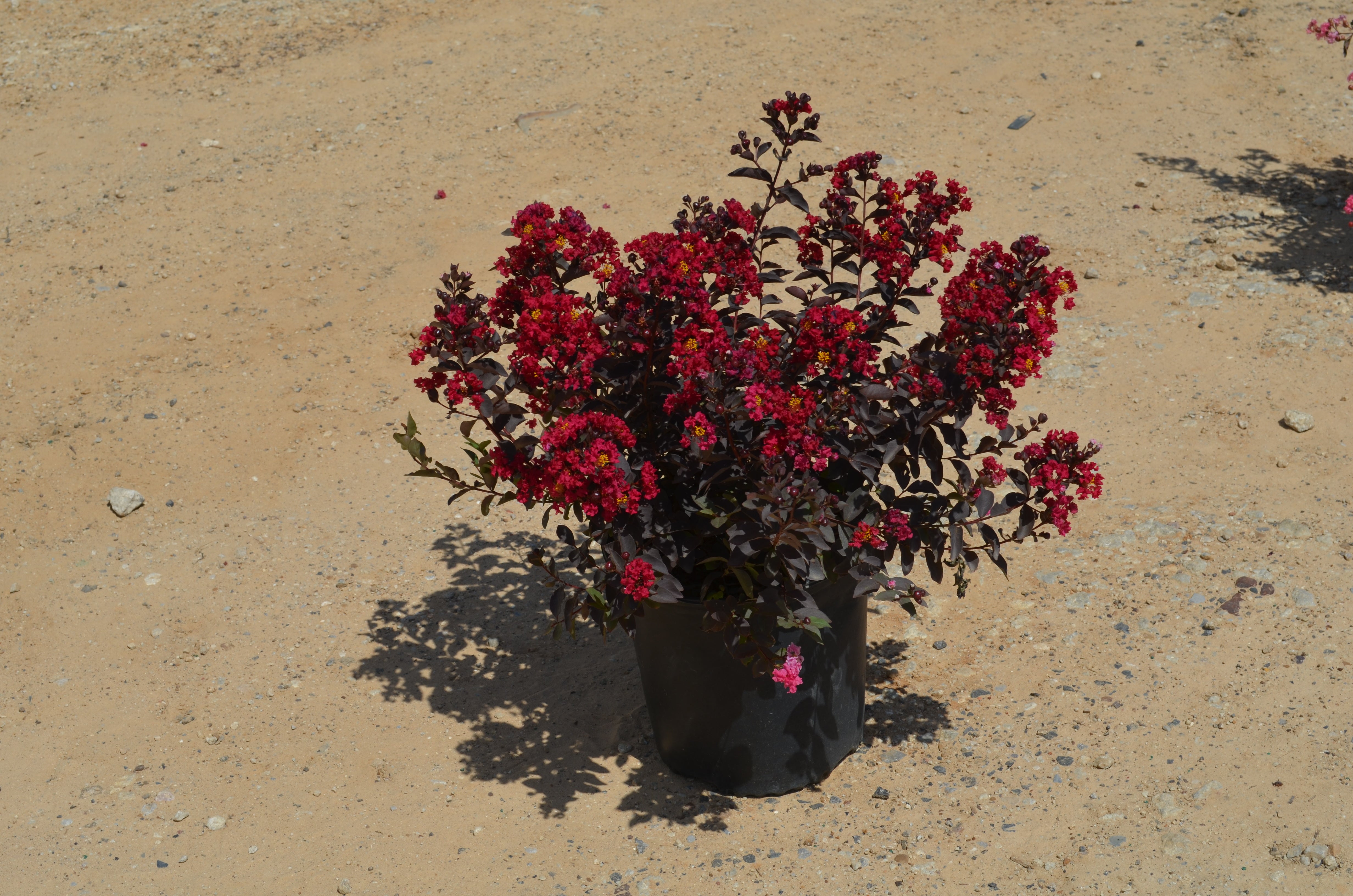 Crape Myrtle Diamondettes® Cherry Marquis™ - 2 Gallon
