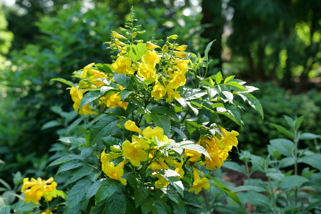 Esperanza Chicklet® Gold - 2 Gallon