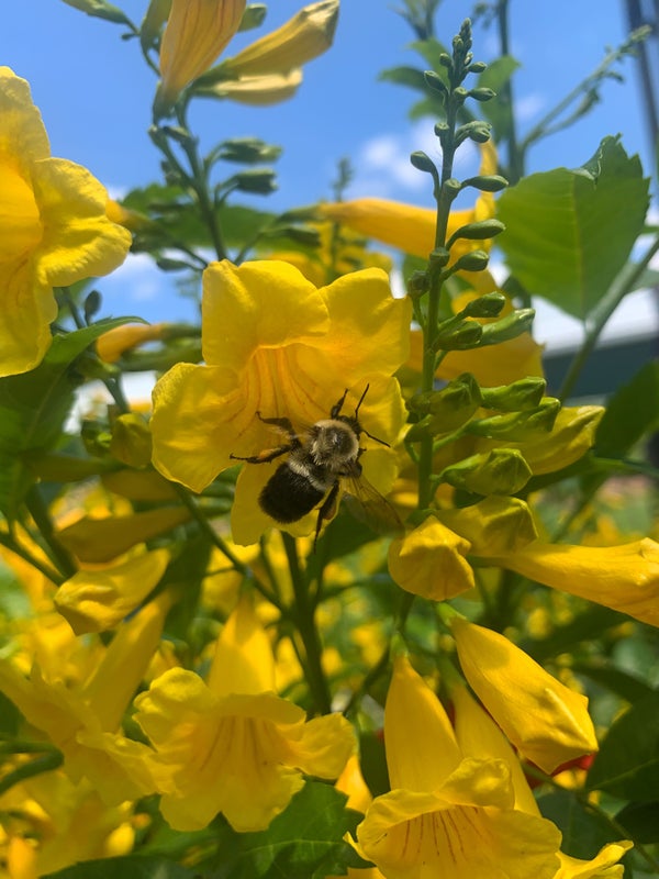 Esperanza Chicklet® Gold - 2 Gallon