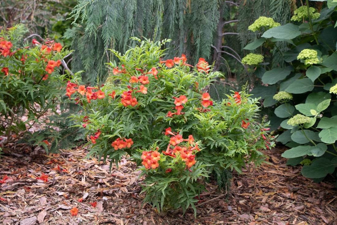 Esperanza Chicklet® Red- 2 Gallon