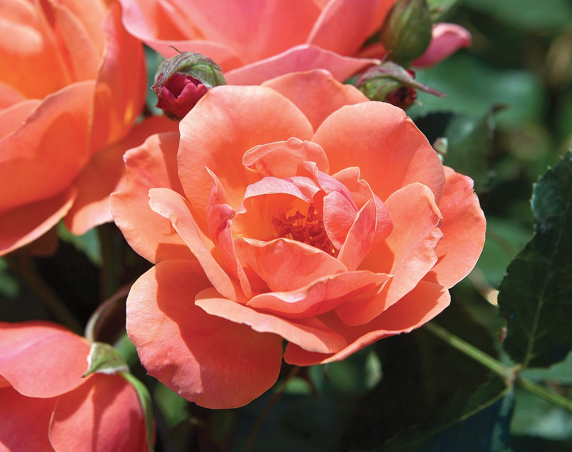 Rose Knock Out® Coral - 1 Gallon