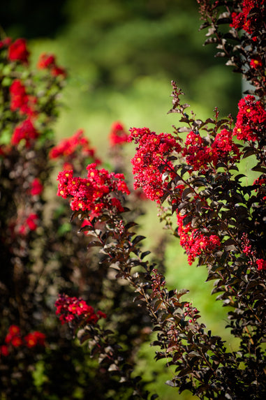 Crape Myrtle Black Diamond® Crimson Crown™ - 2 Gallon | J. Berry