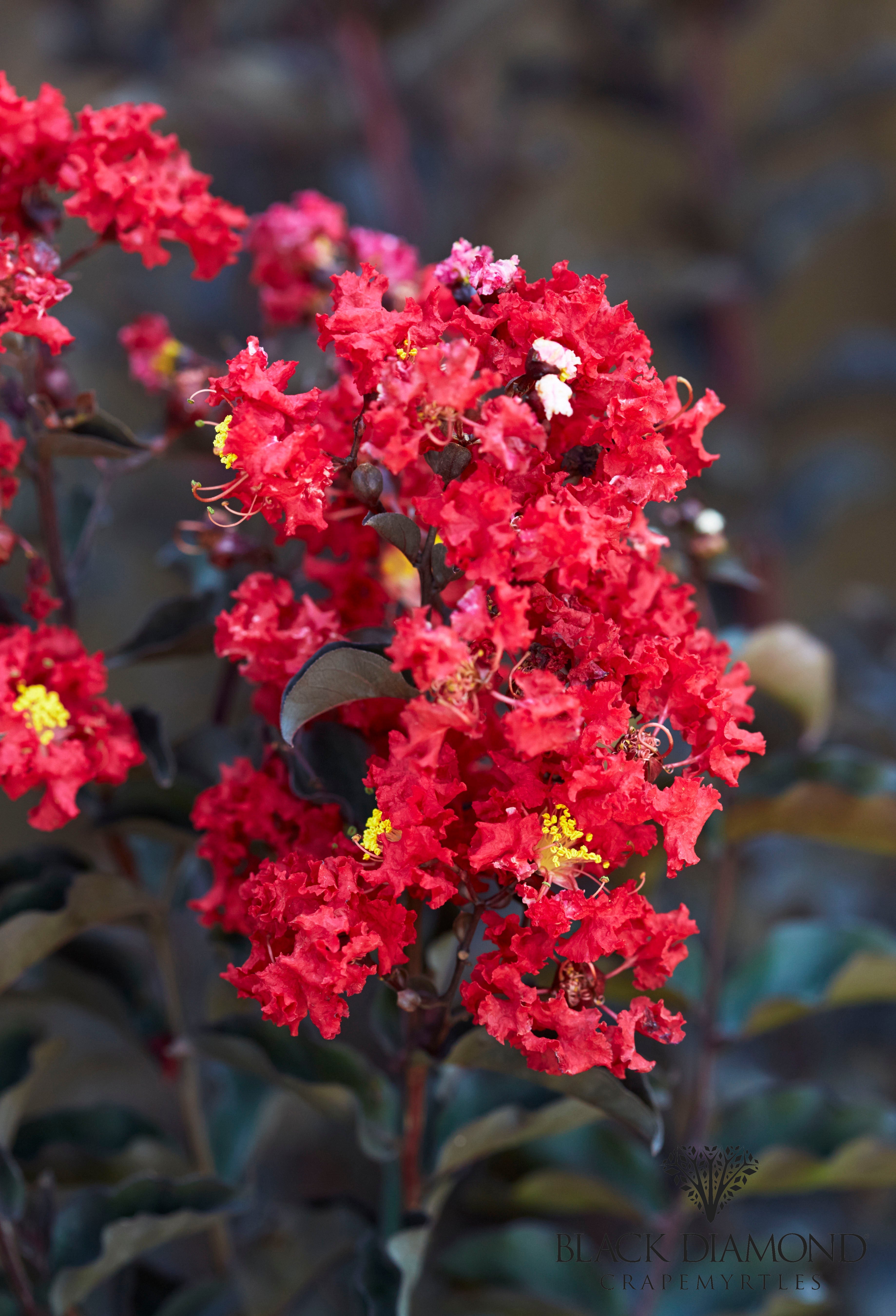 Crape Muyrtle Crape Myrtles | J. Berry Nursery
