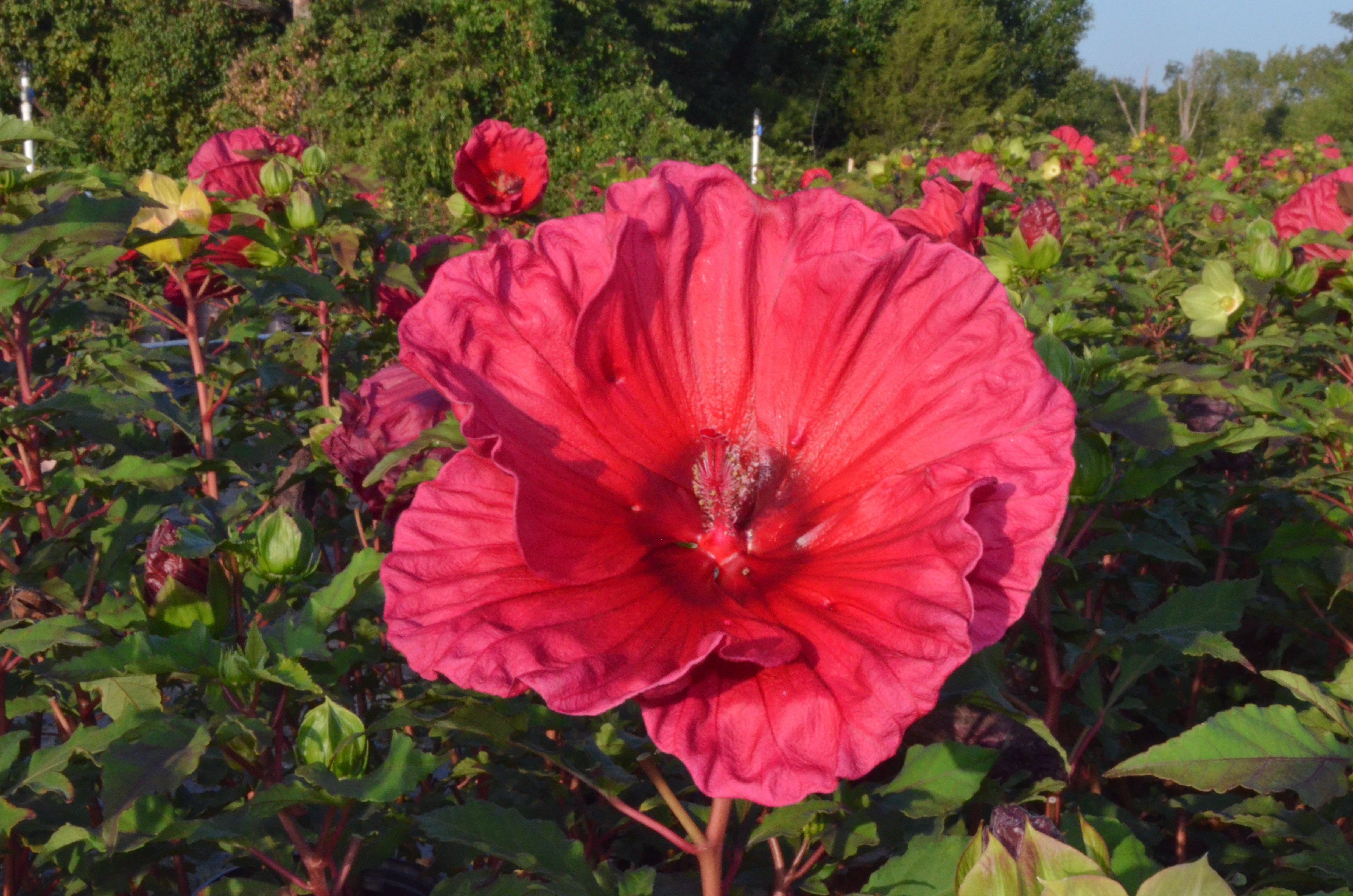 Pink Champagne™ - Summer Spice® Hardy Hibiscus - 2 Gallon