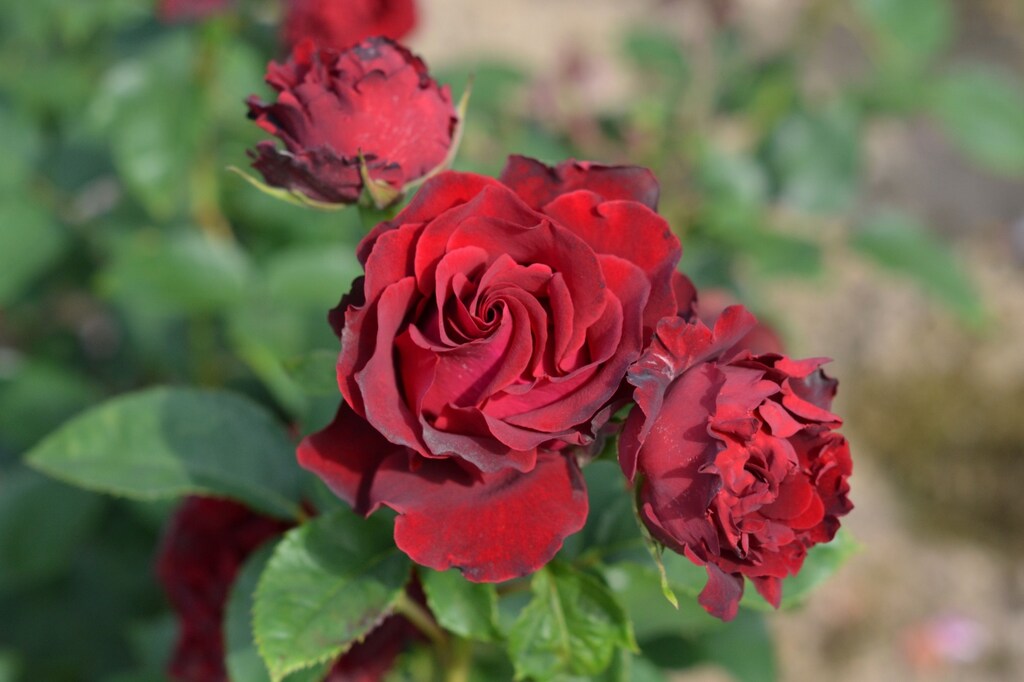 Rose My Landscape®  Dancing in the Dark™ - 2 Gallon