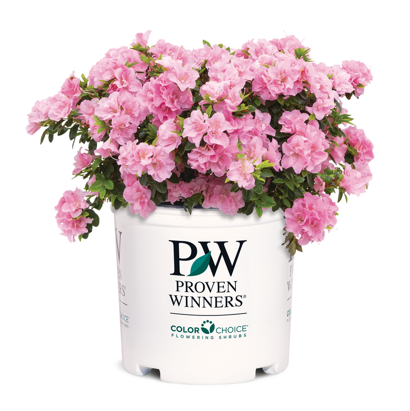 Azalea Perfecto Mundo® Double Pink - 2 Gallon