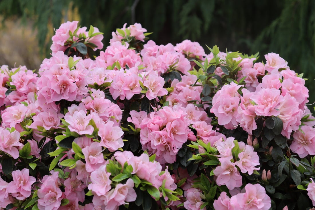 Azalea Perfecto Mundo® Double Pink - 2 Gallon
