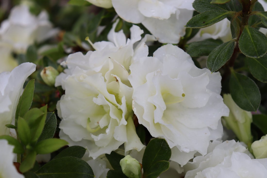 Azalea Perfecto Mundo® Double White - 2 Gallon