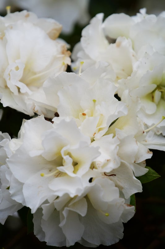 Azalea Perfecto Mundo® Double White - 2 Gallon