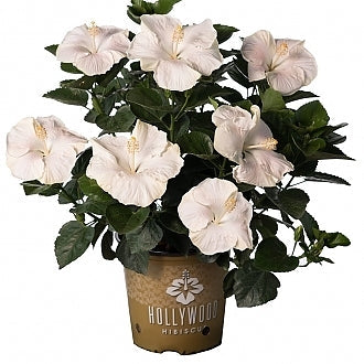 Earth Angel™  - Hollywood® Hibiscus - 9" Self Water Pot