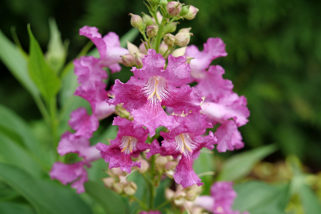 Chitalpa El Niño® Desert Orchid - 2 Gallon