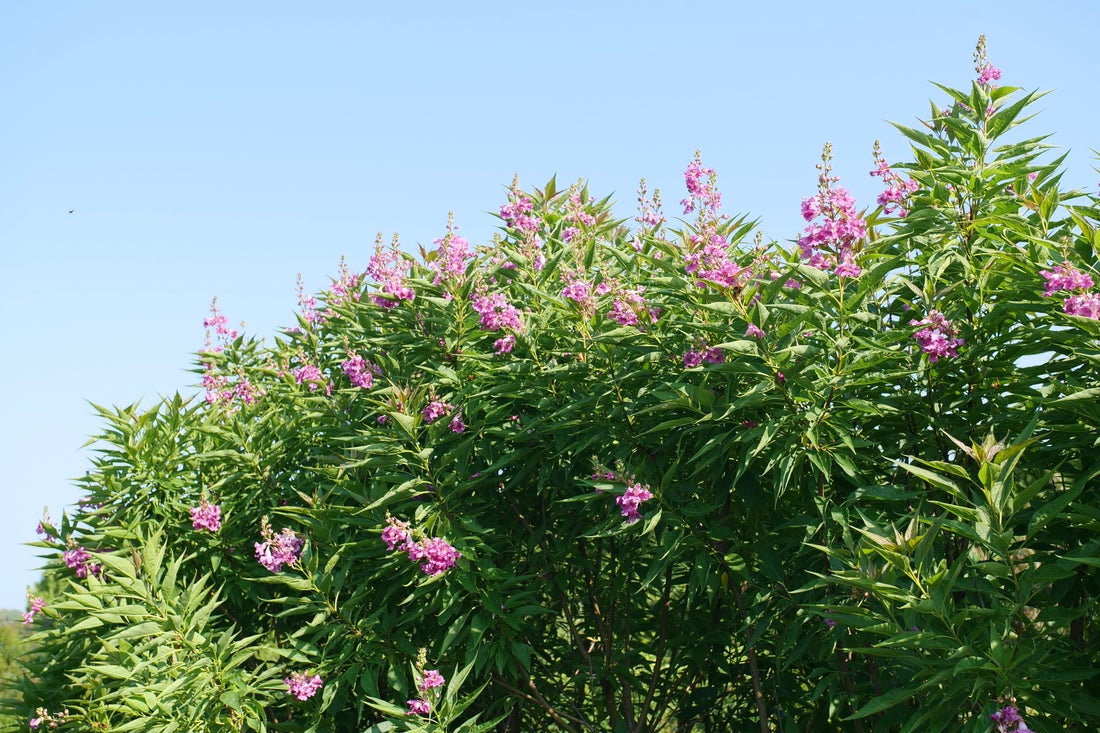 Chitalpa El Niño® Desert Orchid - 2 Gallon